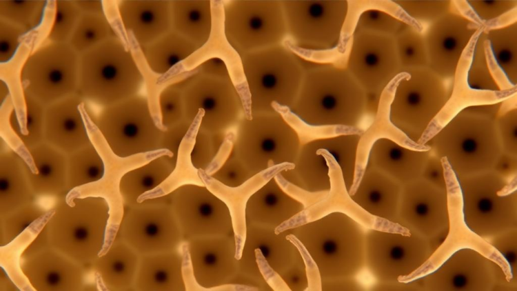 Sea Cucumber Immune Cells Revealed in Unprecedented Detail by Single-Cell Sequencing