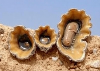 Fossil Oysters Reveal 200,000 Years of Unchanging Rainfall Seasons in Sudan