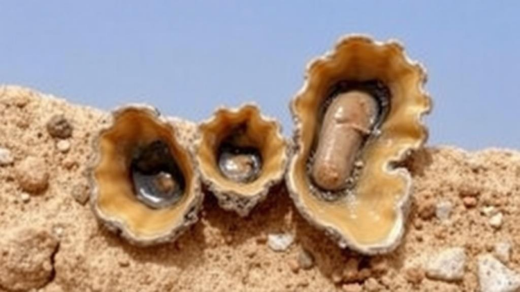 Fossil Oysters Reveal 200,000 Years of Unchanging Rainfall Seasons in Sudan