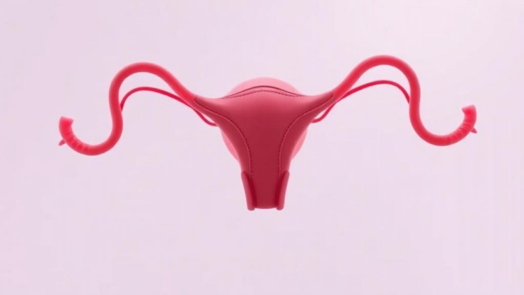 Postmenopausal Ovaries Stay Biologically Active, Study Finds