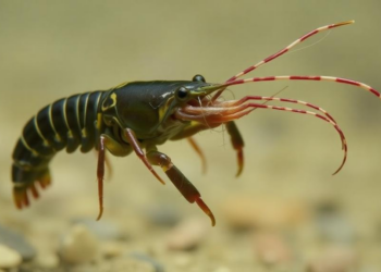 Invasive Crayfish Carry a Flatworm Passenger That Refuses to Jump to Native Prawns