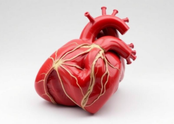 3D Scans Match Cadaver Prosections for Learning Heart Anatomy, Study Finds