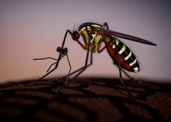 Hidden Malaria Mosquito Resurfaces in Angola After Decades of Obscurity