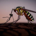 Hidden Malaria Mosquito Resurfaces in Angola After Decades of Obscurity