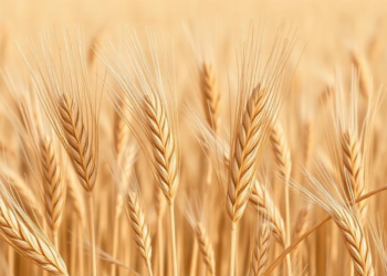 Wild wheat relatives yield new genetic weapons against tan spot disease