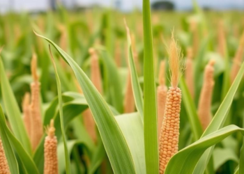 Tropical Maize Haploid Inducers Prove Season-Dependent in Multi-Year Field Trial