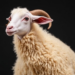 Turkey’s New Meat Sheep Beats the Classic Awassi Where It Counts: The Cut