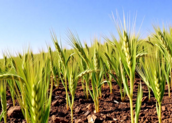 Farming Practices That Boost Wheat Yields May Leave Soil Carbon Less Stable, Seven-Year Study Finds