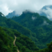 Cloud Forest Trees Face Steep Losses as Warming Squeezes Brazil’s Mountain Refuges