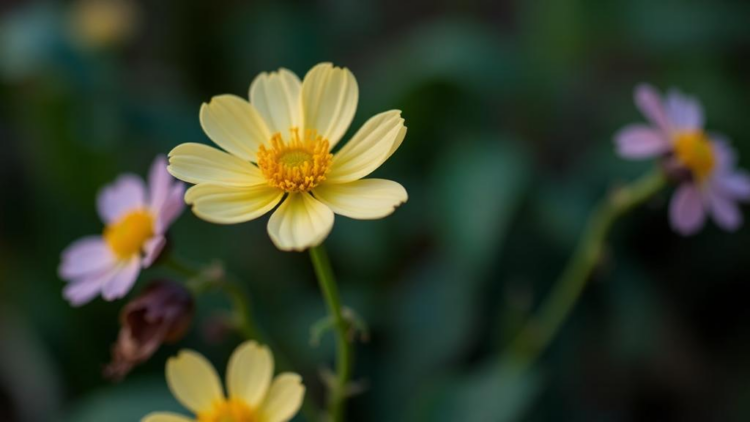Epigenetic Switch Controls How Flowers Decide When to Stop Growing