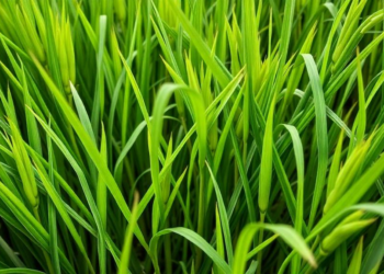 Sperm-cell factor HUAXU breaks the apomixis trade-off in hybrid rice