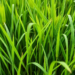 Sperm-cell factor HUAXU breaks the apomixis trade-off in hybrid rice