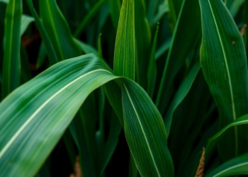 Smartphone Photos and Deep Learning Reveal Nitrogen Stress in Maize Leaves