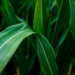 Smartphone Photos and Deep Learning Reveal Nitrogen Stress in Maize Leaves