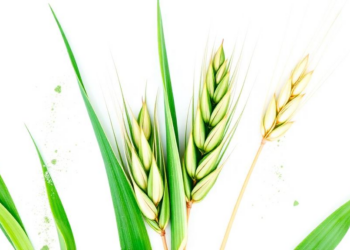 Two Genes Team Up to Paint Barley Leaves in White and Green