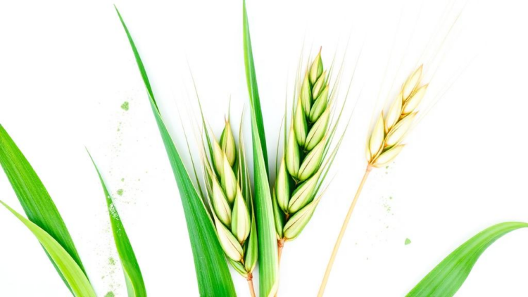 Two Genes Team Up to Paint Barley Leaves in White and Green
