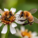 Honeybees bully wild rivals at flowers, two-year Cambridge study reveals