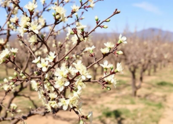Drought and Wild Shrubs Amplify Xylella Damage in Almond Orchards, Study Finds