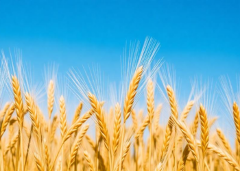 Wheat’s Yield-Stability Trade-Off Exposed by Multi-Environment Analysis