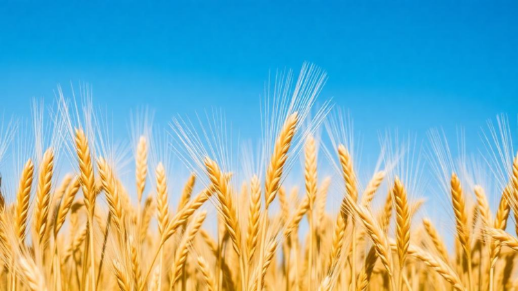 Wheat’s Yield-Stability Trade-Off Exposed by Multi-Environment Analysis