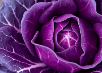 Purple Cabbage Gene Discovery Reveals a Molecular Brake on Anthocyanin Production