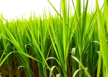 Scientists Crack Gene Transfer in Notorious Rice-Field Weed for First Time