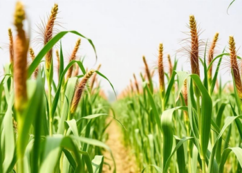 World’s First Maize-Teosinte Hybrid Debuts as High-Yield Forage Crop for India’s Dairy Farmers