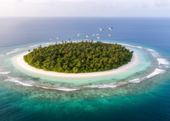 Rat Culls and Native Forests Could Help Tropical Atolls Outpace Rising Seas