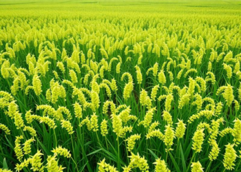 Machine learning maps the climate limits of Chinese milk vetch in southern rice paddies