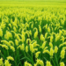 Machine learning maps the climate limits of Chinese milk vetch in southern rice paddies
