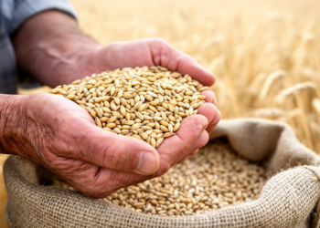 Barley’s Hidden Grain Hierarchy: Genes That Decide Which Seeds Win
