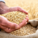 Barley’s Hidden Grain Hierarchy: Genes That Decide Which Seeds Win