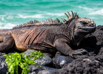 Super El Niño and Rising Black-Market Trade Push Galapagos Marine Iguanas Toward Crisis