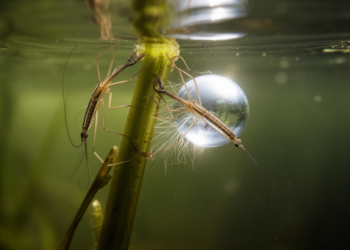 Water Scorpions Turn an Air Bubble Into a Mating Lifeline Underwater