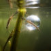 Water Scorpions Turn an Air Bubble Into a Mating Lifeline Underwater