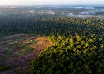 Global Forest Edges Shrank by 24 Million Kilometers in Two Decades