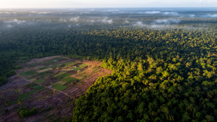 Global Forest Edges Shrank by 24 Million Kilometers in Two Decades
