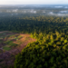 Global Forest Edges Shrank by 24 Million Kilometers in Two Decades