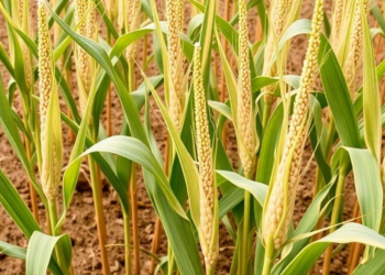Scientists Track Down the Genes That Let Maize Survive Drought in China’s Arid Northwest