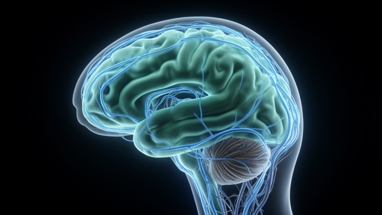 Brain Washing Disrupted in Migraine: MRI Reveals Glymphatic System Clues