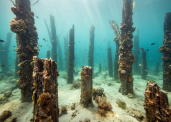 Drowned 5,000-year-old forests off Mozambique reborn as thriving peat reefs