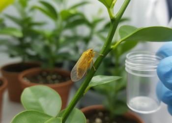 Insect Immune Genes Reveal How a Tiny Psyllid Spreads Devastating Crop Disease