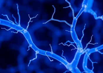 Scientists Reveal Hidden Clustering Switch That Amplifies Lymphatic Vessel Growth Signals