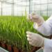 Scientists Track Down Wheat Genes That Fight Off a Major Aphid Pest