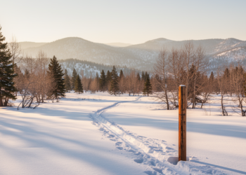 Improving snow simulations through improved representations of vegetation conditions: insights from high resolution simulations over California