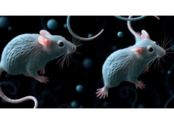Gut Microbes to the Rescue: Probiotics Shield Kidneys and Sperm From E. coli Damage in Rats
