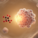Resveratrol Reins In Diabesity Through mTORC1 Downregulation