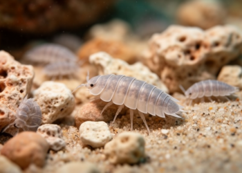Tiny Isopod Treasures: Eight New Crustacean Species Emerge from Sulawesi’s Coral Rubble