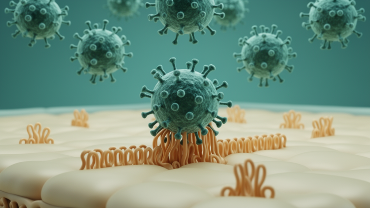 Hedgehog coronaviruses converge on aminopeptidase N as their entry receptor