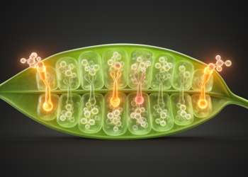 Plant immune switches offer new blueprint for engineered disease resistance